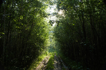 A winding dirt path through a dense forest reveals beams of sunlight filtering through the lush greenery. The atmosphere is tranquil and inviting, perfect for exploration