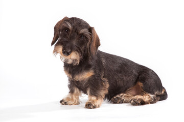 A cute wire-haired dachshund dog tilts its head while standing on a white background.