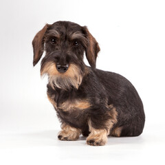 A cute wire-haired dachshund sits on a white background.