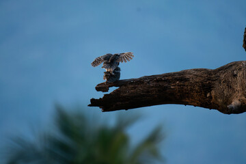 Two small Spotted owlet perched on a dry tree branch against a clear blue sky and making love. the background is well blurred with green and blue sky.