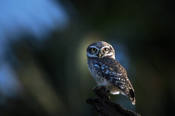 A small Spotted owlet perched on a dry tree branch against a clear blue sky. the background is well blurred with green and blue sky.