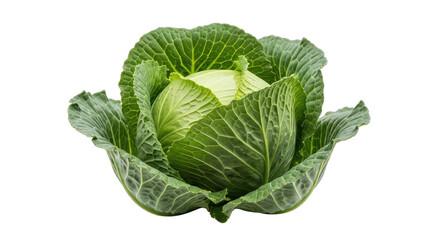 Obraz premium vibrant green cabbage freshness personified, a culinary masterpiece