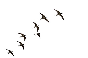 Fototapeta premium Soaring Symphony: A flock of elegant swallows gracefully soars through the open sky, their dark silhouettes a stunning contrast against the backdrop, embodying freedom and the beauty of nature.
