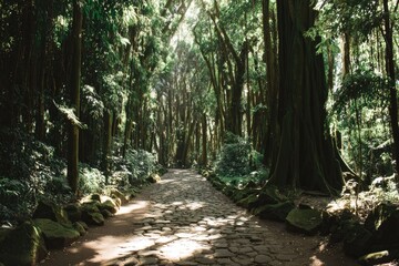 Sunlit path through a lush green forest