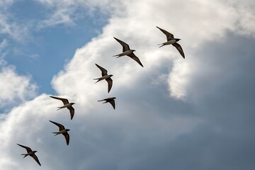 Fototapeta premium A Flock of Swallows in Flight: Observe as a flock of graceful swallows cuts through the sky, their silhouettes creating an ethereal dance against the backdrop of the vibrant clouds and blue sky.