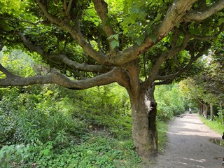 tree in the park