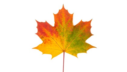 Autumn maple leaf, vibrant colors