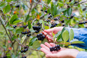 Hand picking ripe aronia (black chokeberry) berries from a garden bush