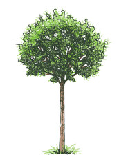 One deciduous tree silhouette in summer, green foliage, vector hand drawn illustration isolated on white background