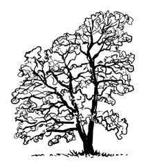 Old oak tree silhouette single, vector contour hand drawn illustration isolated on white background