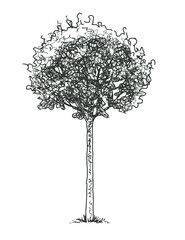 Deciduous tree silhouette single, vector contour hand drawn illustration isolated on white background