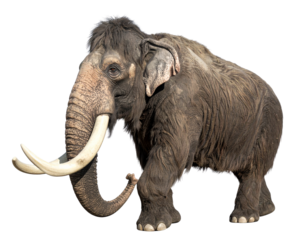  Realistic Woolly Mammoth with Long Curved Tusks, Isolated Transparent PNG