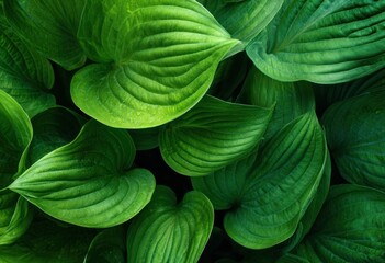 Lush green leaves, close-up, textured