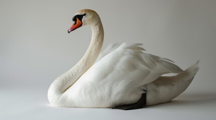 Fototapeta premium Elegant white swan studio shot