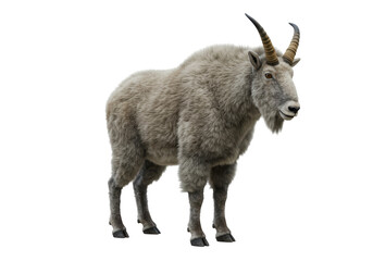 Isolated Mountain Goat standing peacefully in profile, horned mammal with thick fur coat