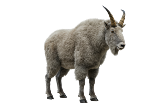 Isolated Mountain Goat standing peacefully in profile, horned mammal with thick fur coat