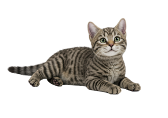 Isolated tabby cat pet lying down looking up adorable feline kitten animal, cute, small