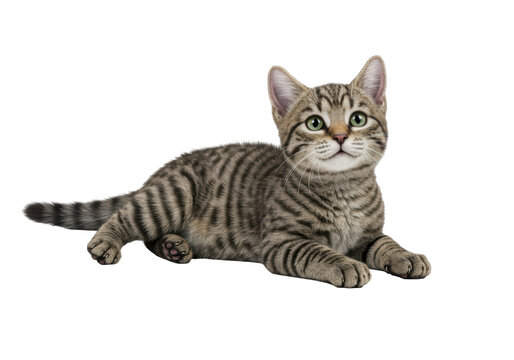 Isolated tabby cat pet lying down looking up adorable feline kitten animal, cute, small - Powered by Adobe