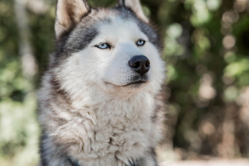 Close-up of a husky dog's head with blue eyes against a blurred background. The dog's fur is gray and white. The dog is looking directly at the camera.