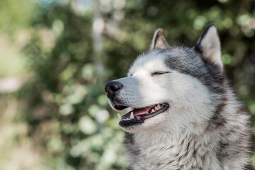 Close-up of a husky dog's head with blue eyes against a blurred background. The dog's fur is gray and white. The dog is looking directly at the camera.