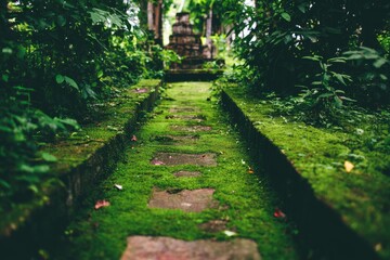 Obraz premium Moss-covered pathway through a lush green garden