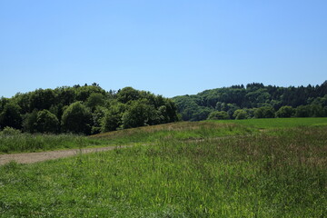 Grassy summer field near forested hills
