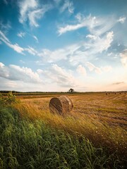 field of wheat