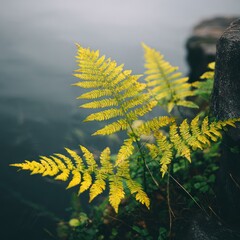 Golden fern by a misty rock