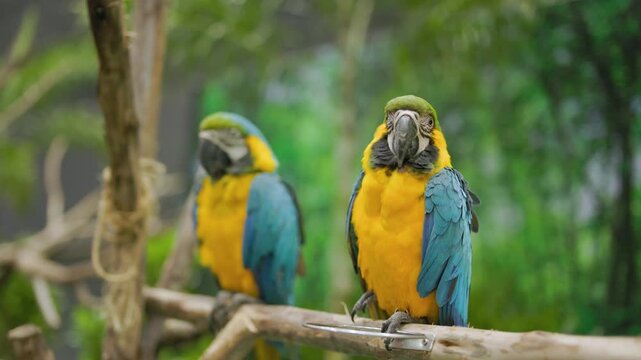 Blue and yellow macaw isolated on a blurry background. Close-up of a Blue and gold macaw perched on a branch.