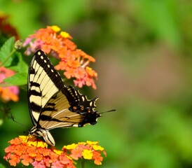 butterfly on flower