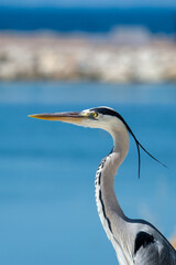 great blue heron