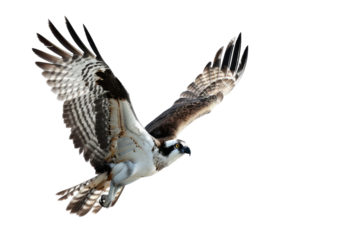 Majestic osprey bird isolated on transparent white background in HD
