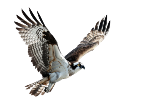 Majestic osprey bird isolated on transparent white background in HD