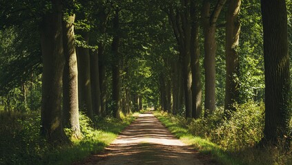 Serene forest path winding through an enchanting tunnel of lush green trees, bathed in dappled sunlight, inviting peaceful exploration into nature's tranquil embrace