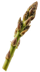 Closeup of a Single Fresh Green Asparagus Spear on Black Background