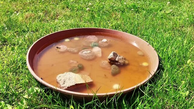 Filmmaterial einer Wespe schwimmt auf dem Wasser und trinkt in der prallen Sonne bei einem hei&szlig;en Sommertag, Deutschland