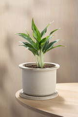 Stylish Aglaonema Greyhound houseplant in a white ceramic pot on a wooden table, adding fresh greenery and modern elegance to any home or office interior.