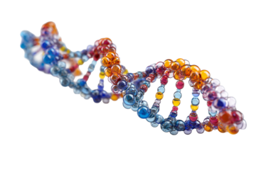 Colorful DNA model created for biological education and research use on transparent or white background
