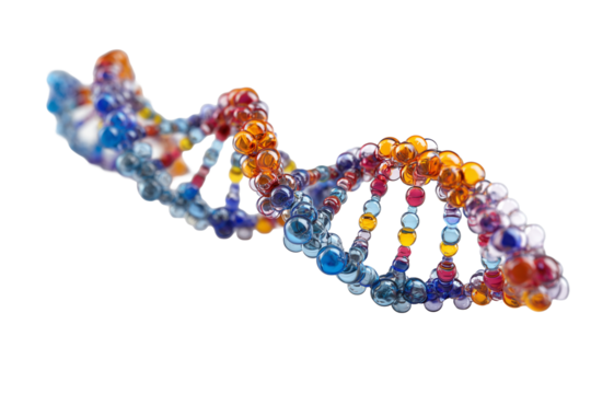 Colorful DNA model created for biological education and research use on transparent or white background