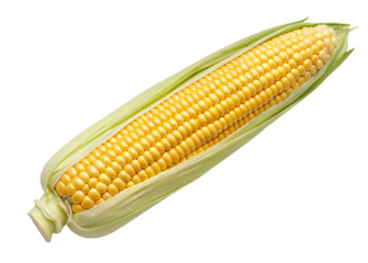 corn isolated on white background
