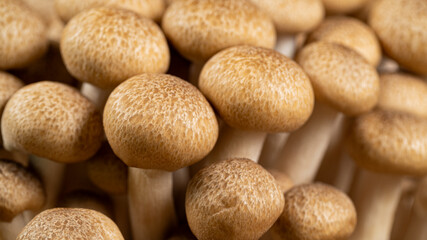 Brown Beech Shimeji Mushrooms Background