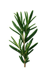 Fototapeta premium Fresh Green Rosemary Sprig on Black Background