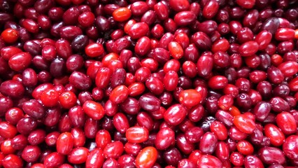 Cornelian cherry harvest. Beautiful red tones. Jam, juice or liquor