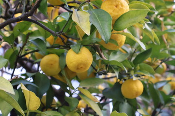 lemons on tree