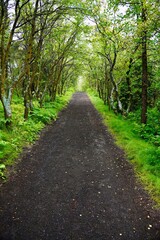 Tranquil Forest Path