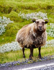 Brown sheep by the roadside in a green landscape.