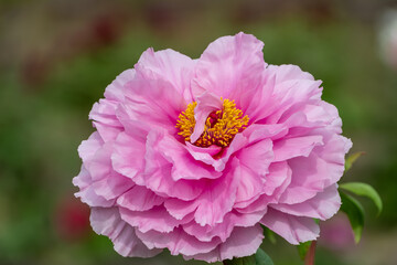 Close up of vibrant pink peony flower in full bloom
