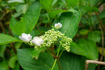 White hydrangea buds and blossoms in green foliage