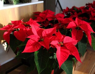 Bright red poinsettias in pots