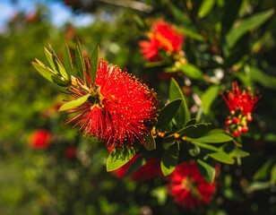 Bright red flowers on a leafy bush
